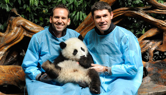 Chengdu Giant Panda