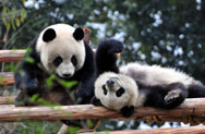 Giant Panda