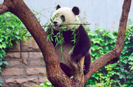 Chengdu Giant Panda